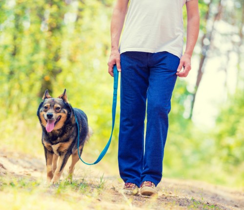 Tips to Teach Your Dog to Walk Nicely on Leash